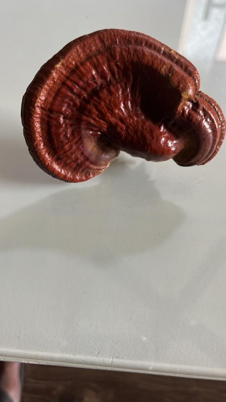 Reishi/ Genoderma Mushroom from India